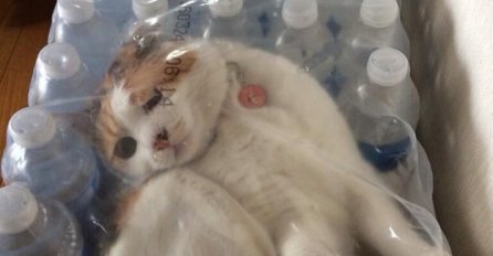 NIJE IM SE DALO: Pogledajte urnebesne fotke životinja koje nisu uspjele u svome naumu