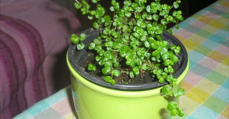 KUĆNA SREĆA : Sobna biljka koja donosi sreću i veselje!