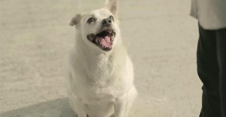 Najbolji čovjekov prijatelj: Ovaj pas će vam osvojiti srce!