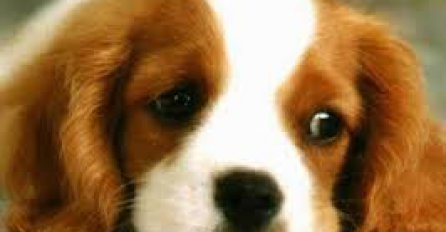 Ovo su razlozi zbog kojih vaš pas ne voli ostajati sam u kući