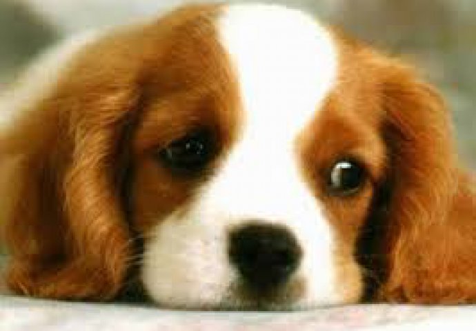 Ovo su razlozi zbog kojih vaš pas ne voli ostajati sam u kući