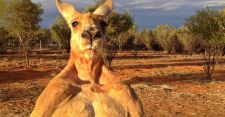 Upoznajte nabildanog klokana, gnječi limene kante i svog plišanog zeku