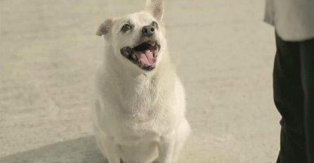 (VIDEO) Ovaj pas sigurno će osvojiti vaše srce