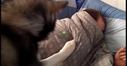 (VIDEO) Gazda ustaj: Ovaj pas je najslađa budilica!