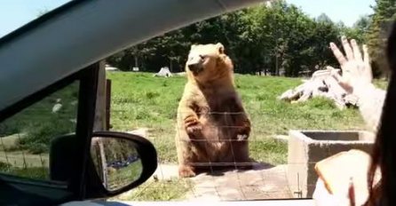 Najveća faca ikad: Simpatični medo maše prolaznicima