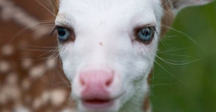 Rodilo se neobično lane koje je majka po rođenju odbacila!