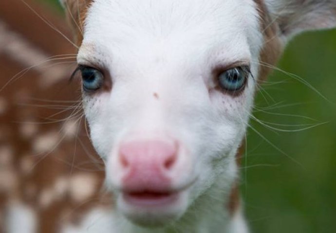 Rodilo se neobično lane koje je majka po rođenju odbacila!