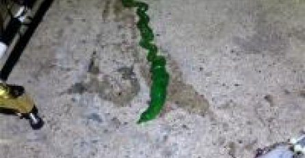 Kao da je izmililo iz horora: Zeleno, sluzavo i možda otrovno