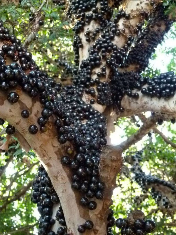 jabuticaba-3
