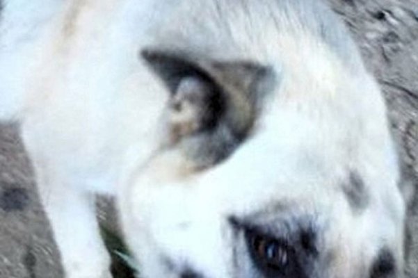 hitlerovo-lice-vucijak-2