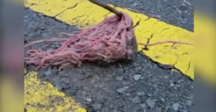 (VIDEO) Šta se dešava u Teksasu: Hiljade crva na ulici, biolozi u čudu!