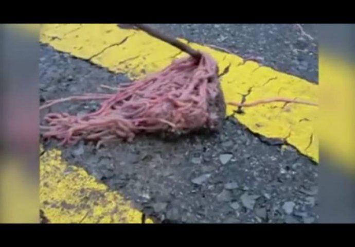 (VIDEO) Šta se dešava u Teksasu: Hiljade crva na ulici, biolozi u čudu!