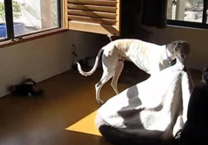 On zna šta voli: Pogledajte ovog psa koju uživa u toplim sunčevim zrakama!