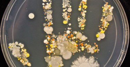 Ovi mikroorganizmi se nalaze na šakama vašeg djeteta nakon igranja napolju