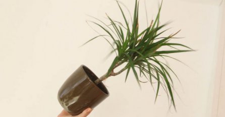 Ove biljke morate odmah da izbacite iz kuće jer su OTROVNE!