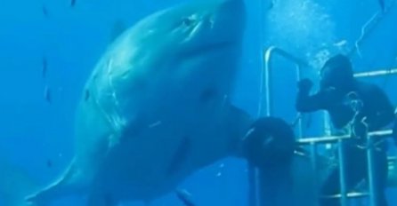 SNIMLJENA NAJVEĆA AJKULA IKADA: Ovaj džin dugačak je više od 7 metara 