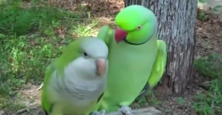 Ah, ta ljubav: Ovaj papagaj je pravi zavodnik!