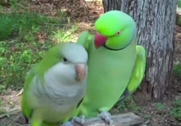 Ah, ta ljubav: Ovaj papagaj je pravi zavodnik!