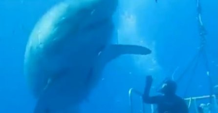 (VIDEO) DA LI SI NORMALAN? Potez ovog istraživača oduševio cijeli svijet