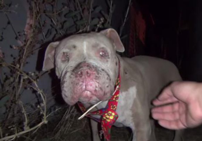 Uplašen i umoran: Zlostavljani pas pružio drugu šansu ljudima