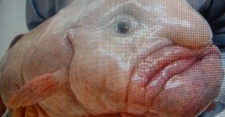 (FOTO) Ovo do sada nije viđeno: Čovjekolika riba ulovljena u Crnoj Gori!