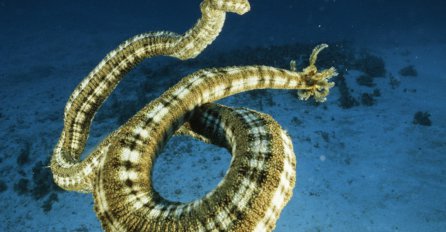 Ovakva stvorenja zaista postoje: Pogledajte kakve sve nemani kriju slane vode!