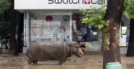 Haos: Divlje životinje pobjegle iz zološkog vrta i ušle u grad (FOTO)