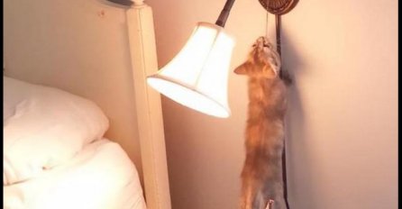 Mali istraživač: Upoznajte mačića koji zna upaliti stolnu lampu!