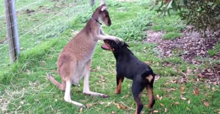 IGRARIJE KENGURA I PSA: Njihovo drugarstvo je oduševilo cijelu planetu!