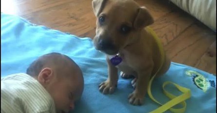 (VIDEO) Ovaj preslatki psić je dobio zadatak da čuva bebu, ali nije dugo izdržao na 'dužnosti'