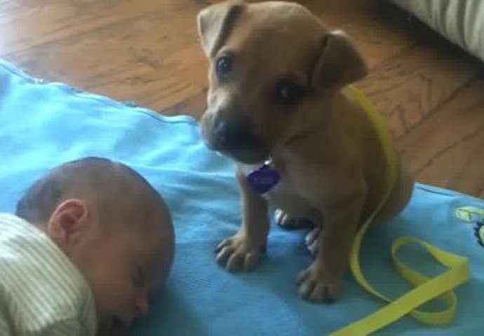 (VIDEO) Ovaj preslatki psić je dobio zadatak da čuva bebu, ali nije dugo izdržao na 'dužnosti'