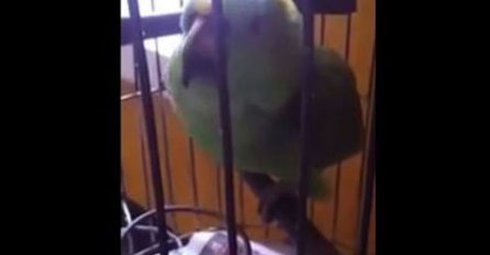 Papagaj oponaša plač bebe: Pogledajte koliko je samo dobar u svojoj imitaciji!