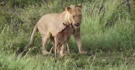 KAD JE SRCE JAČE OD NAGONA: Lav spašava mladunče antilope od napada drugog lava