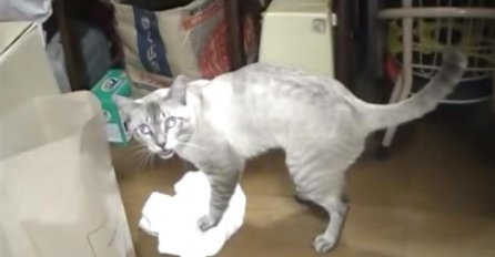 Pogledajte kako ova mačka iskazuje nezadovoljstvo jer mora čistiti pod!