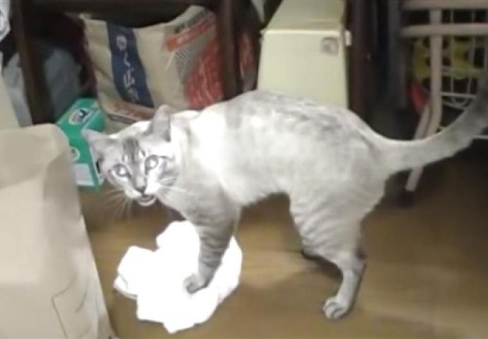 Pogledajte kako ova mačka iskazuje nezadovoljstvo jer mora čistiti pod!