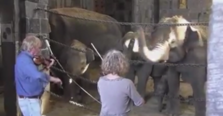 (VIDEO) Zasvirali su violinu pred slonovima, a njihova reakcija će vas naprosto oduševiti!