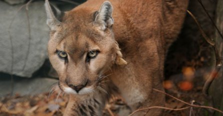 Još jedna vrsta koju su ljudi istrijebili: Ova životinja je i službeno izumrla