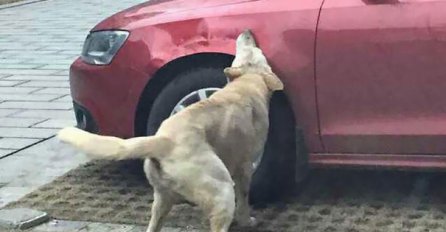 Udario psa jer mu je smetao, ali ubrzo se žestoko pokajao!