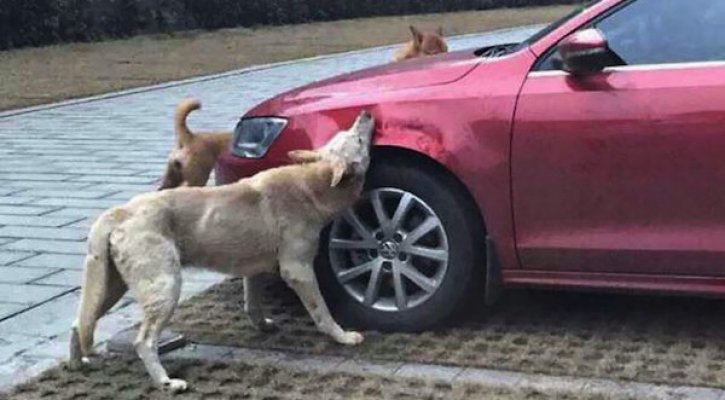 stray-dog-revenge-21