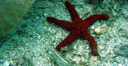 Naučna otkrića: Morske zvijezde kriju tajnu vječne mladosti
