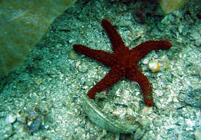 Naučna otkrića: Morske zvijezde kriju tajnu vječne mladosti