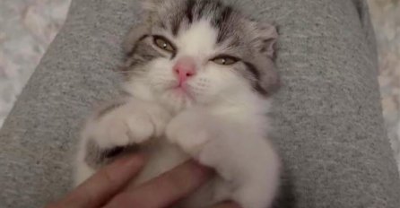 Neodoljivo: Ovaj mačić naprosto uživa u igri s prstima!