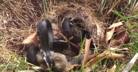 (VIDEO) Zmija se dočepala malog zeca, ali nije računala na njegovu neustrašivu mamu!