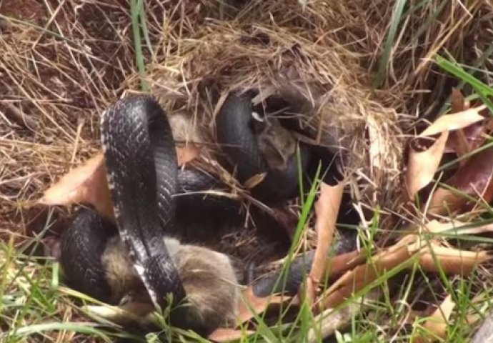 (VIDEO) Zmija se dočepala malog zeca, ali nije računala na njegovu neustrašivu mamu!