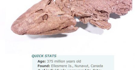 U muzeju u Kanadi izložen fosil ribe stare 375 miliona godina 