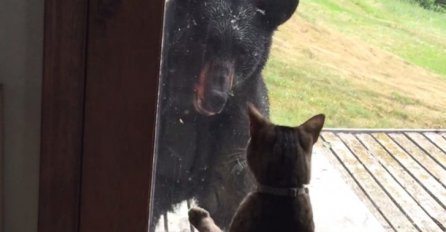 NEUSTRAŠIVA MACA OTJERALA MEDVJEDA: Pokazala ko je "gazdarica"