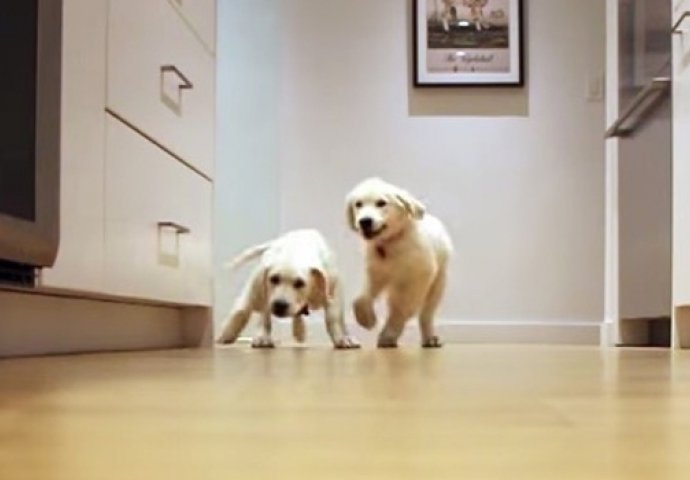 REZULTAT JE ODLIČAN:  Punih 9 mjeseci vlasnik je snimao svoja dva psa kako trče prema hrani!