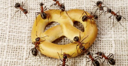 Mravi su vam se nastanili u kuhinju? Postoji način da ih se riješite