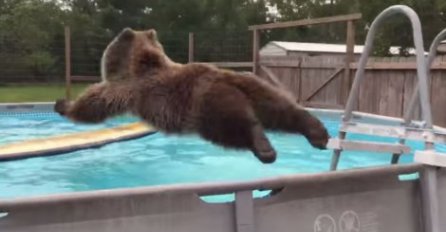 Grizli koji obožava da skače u vodu