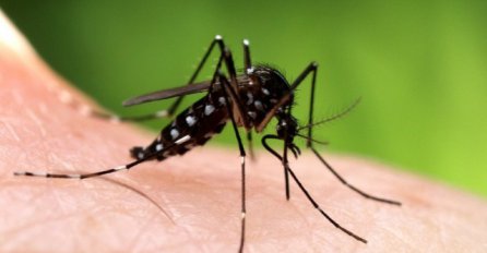 OTKRIVAMO: Ovo su razlozi zašto ste vi baš vi meta dosadnih komaraca